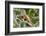 Green Iguana (Iguana Iguana), Green Iguana Project, San Ignacio, Belize, Central America-Richard Maschmeyer-Framed Photographic Print