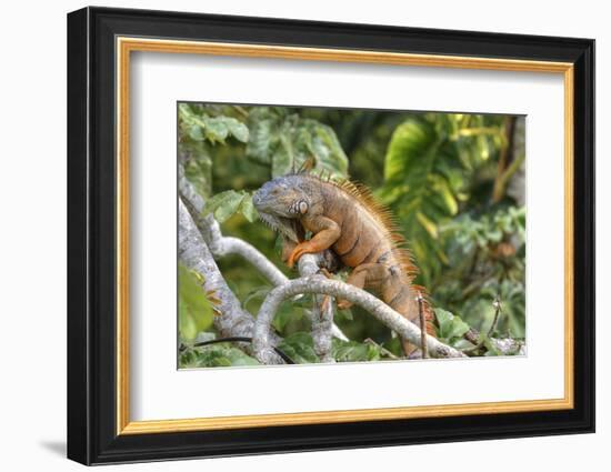 Green Iguana (Iguana Iguana), Green Iguana Project, San Ignacio, Belize, Central America-Richard Maschmeyer-Framed Photographic Print