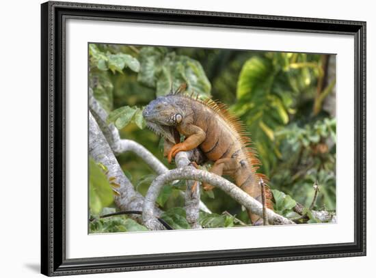Green Iguana (Iguana Iguana), Green Iguana Project, San Ignacio, Belize, Central America-Richard Maschmeyer-Framed Photographic Print
