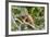 Green Iguana (Iguana Iguana), Green Iguana Project, San Ignacio, Belize, Central America-Richard Maschmeyer-Framed Photographic Print