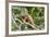 Green Iguana (Iguana Iguana), Green Iguana Project, San Ignacio, Belize, Central America-Richard Maschmeyer-Framed Photographic Print