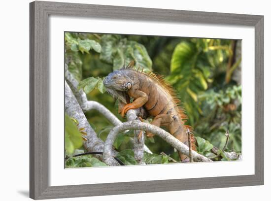 Green Iguana (Iguana Iguana), Green Iguana Project, San Ignacio, Belize, Central America-Richard Maschmeyer-Framed Photographic Print