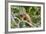 Green Iguana (Iguana Iguana), Green Iguana Project, San Ignacio, Belize, Central America-Richard Maschmeyer-Framed Photographic Print