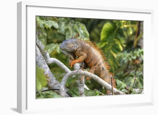 Green Iguana (Iguana Iguana), Green Iguana Project, San Ignacio, Belize, Central America-Richard Maschmeyer-Framed Photographic Print