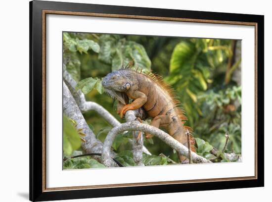 Green Iguana (Iguana Iguana), Green Iguana Project, San Ignacio, Belize, Central America-Richard Maschmeyer-Framed Photographic Print