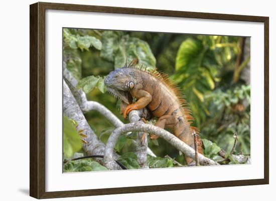 Green Iguana (Iguana Iguana), Green Iguana Project, San Ignacio, Belize, Central America-Richard Maschmeyer-Framed Photographic Print