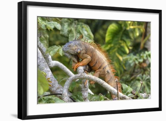 Green Iguana (Iguana Iguana), Green Iguana Project, San Ignacio, Belize, Central America-Richard Maschmeyer-Framed Photographic Print