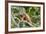 Green Iguana (Iguana Iguana), Green Iguana Project, San Ignacio, Belize, Central America-Richard Maschmeyer-Framed Photographic Print