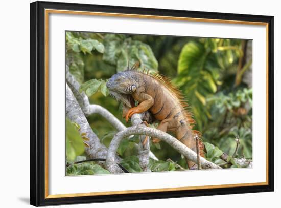 Green Iguana (Iguana Iguana), Green Iguana Project, San Ignacio, Belize, Central America-Richard Maschmeyer-Framed Photographic Print