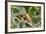 Green Iguana (Iguana Iguana), Green Iguana Project, San Ignacio, Belize, Central America-Richard Maschmeyer-Framed Photographic Print