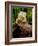 Green Iguana, Iguana Iguana, Native to Mexico and Central America-David Northcott-Framed Photographic Print