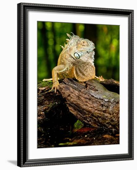 Green Iguana, Iguana Iguana, Native to Mexico and Central America-David Northcott-Framed Photographic Print