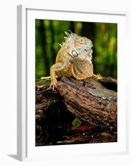 Green Iguana, Iguana Iguana, Native to Mexico and Central America-David Northcott-Framed Photographic Print