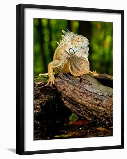 Green Iguana, Iguana Iguana, Native to Mexico and Central America-David Northcott-Framed Photographic Print