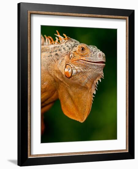 Green Iguana, Iguana Iguana, Native to Mexico and Central America-David Northcott-Framed Photographic Print