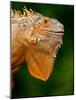 Green Iguana, Iguana Iguana, Native to Mexico and Central America-David Northcott-Mounted Photographic Print