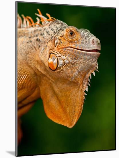 Green Iguana, Iguana Iguana, Native to Mexico and Central America-David Northcott-Mounted Photographic Print