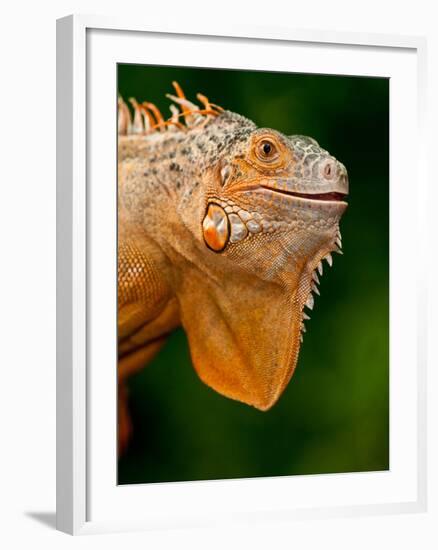 Green Iguana, Iguana Iguana, Native to Mexico and Central America-David Northcott-Framed Photographic Print