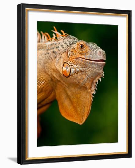 Green Iguana, Iguana Iguana, Native to Mexico and Central America-David Northcott-Framed Photographic Print