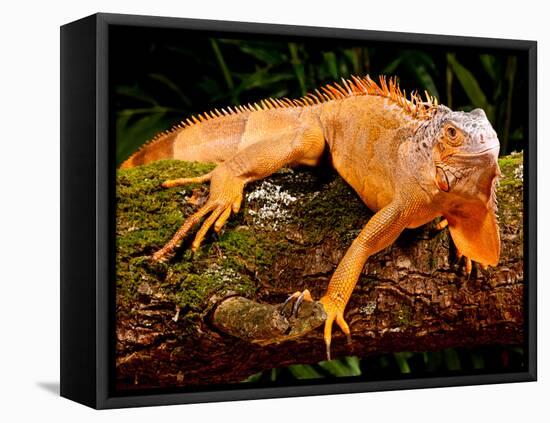 Green Iguana, Iguana Iguana, Native to Mexico and Central America-David Northcott-Framed Premier Image Canvas