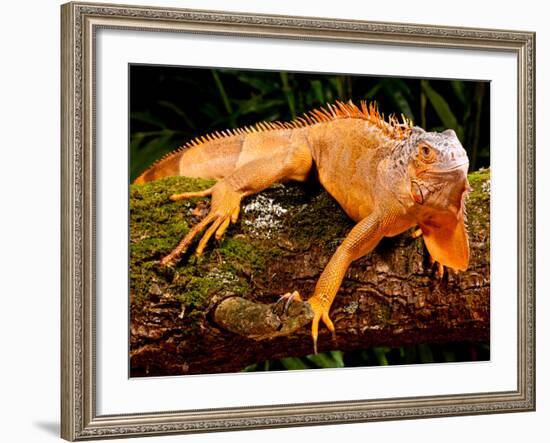 Green Iguana, Iguana Iguana, Native to Mexico and Central America-David Northcott-Framed Photographic Print