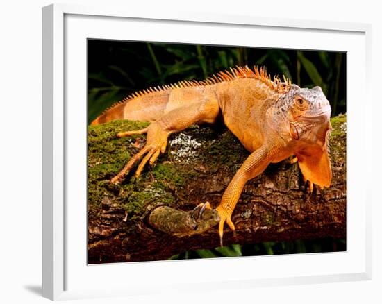 Green Iguana, Iguana Iguana, Native to Mexico and Central America-David Northcott-Framed Photographic Print