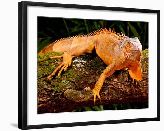 Green Iguana, Iguana Iguana, Native to Mexico and Central America-David Northcott-Framed Photographic Print