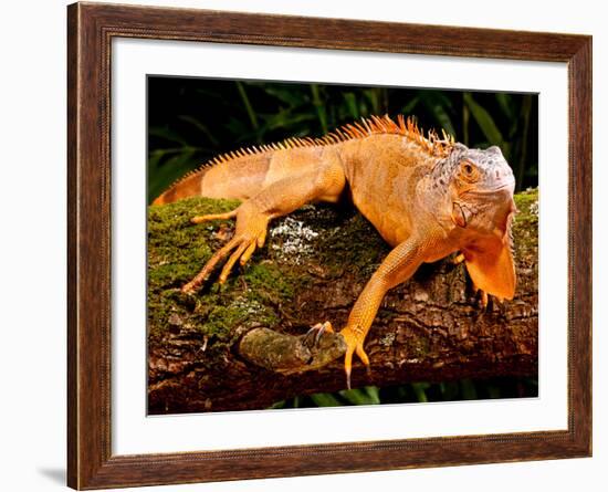 Green Iguana, Iguana Iguana, Native to Mexico and Central America-David Northcott-Framed Photographic Print