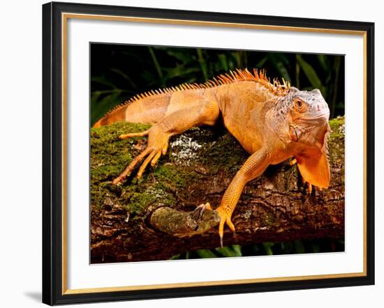 Green Iguana, Iguana Iguana, Native to Mexico and Central America-David Northcott-Framed Photographic Print