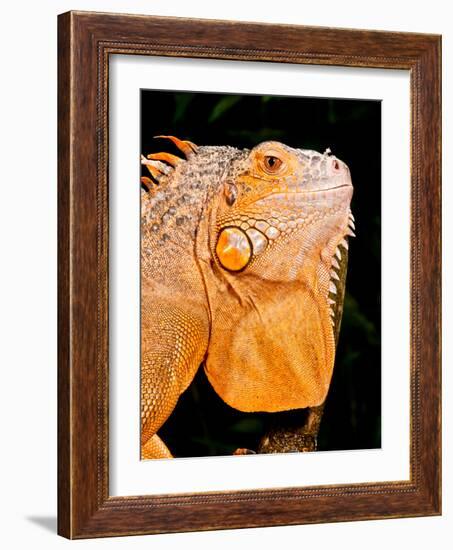 Green Iguana, Iguana Iguana, Native to Mexico and Central America-David Northcott-Framed Photographic Print