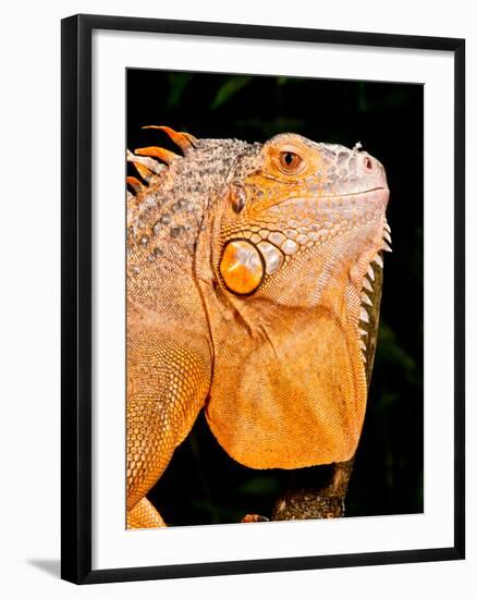 Green Iguana, Iguana Iguana, Native to Mexico and Central America-David Northcott-Framed Photographic Print