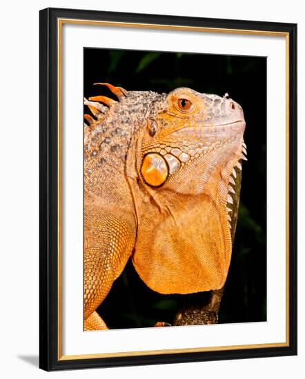 Green Iguana, Iguana Iguana, Native to Mexico and Central America-David Northcott-Framed Photographic Print