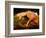 Green Iguana, Iguana Iguana, Native to Mexico and Central America-David Northcott-Framed Photographic Print