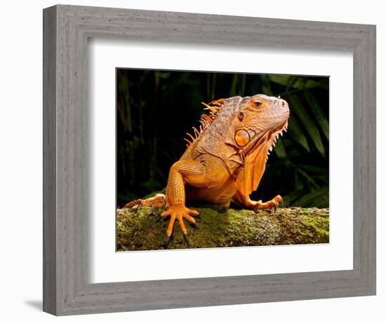 Green Iguana, Iguana Iguana, Native to Mexico and Central America-David Northcott-Framed Photographic Print