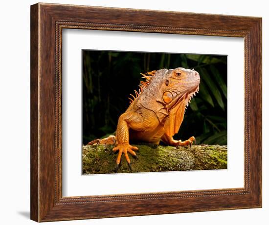 Green Iguana, Iguana Iguana, Native to Mexico and Central America-David Northcott-Framed Photographic Print