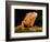 Green Iguana, Iguana Iguana, Native to Mexico and Central America-David Northcott-Framed Photographic Print