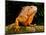 Green Iguana, Iguana Iguana, Native to Mexico and Central America-David Northcott-Mounted Photographic Print