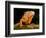 Green Iguana, Iguana Iguana, Native to Mexico and Central America-David Northcott-Framed Photographic Print