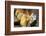 Green iguana (Iguana iguana) near La Fortuna, Arenal, Alajuela Province, Costa Rica-Matthew Williams-Ellis-Framed Photographic Print