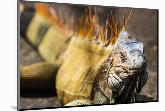 Green iguana (Iguana iguana) near La Fortuna, Arenal, Alajuela Province, Costa Rica-Matthew Williams-Ellis-Mounted Photographic Print