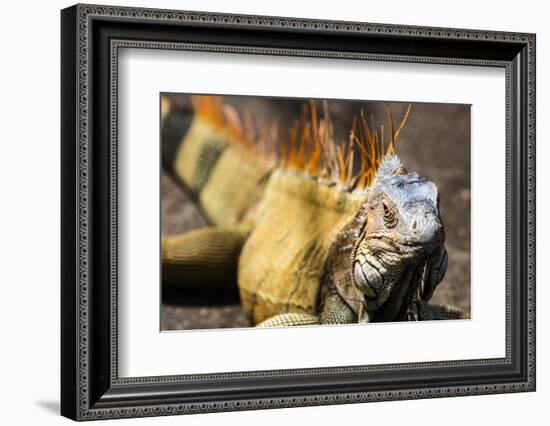 Green iguana (Iguana iguana) near La Fortuna, Arenal, Alajuela Province, Costa Rica-Matthew Williams-Ellis-Framed Photographic Print