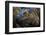 Green iguana (Iguana iguana) near La Fortuna, Arenal, Alajuela Province, Costa Rica-Matthew Williams-Ellis-Framed Photographic Print