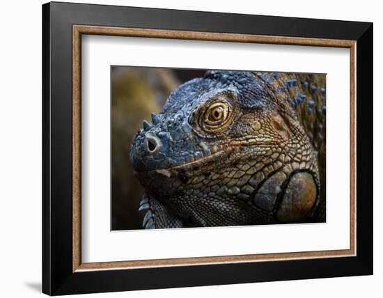 Green iguana (Iguana iguana) near La Fortuna, Arenal, Alajuela Province, Costa Rica-Matthew Williams-Ellis-Framed Photographic Print