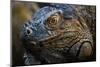 Green iguana (Iguana iguana) near La Fortuna, Arenal, Alajuela Province, Costa Rica-Matthew Williams-Ellis-Mounted Photographic Print