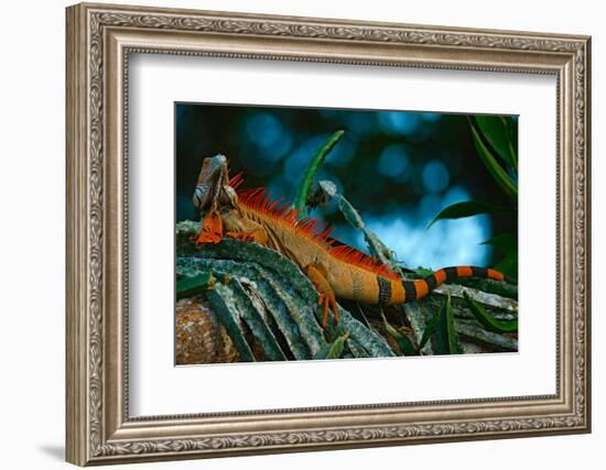 Green Iguana, Iguana Iguana, Portrait of Orange Big Lizard in the Dark Green Forest, Animal in the-Ondrej Prosicky-Framed Photographic Print