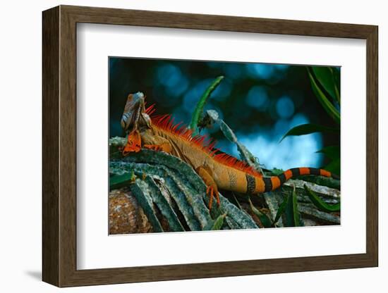 Green Iguana, Iguana Iguana, Portrait of Orange Big Lizard in the Dark Green Forest, Animal in the-Ondrej Prosicky-Framed Photographic Print