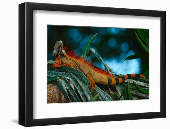 Green Iguana, Iguana Iguana, Portrait of Orange Big Lizard in the Dark Green Forest, Animal in the-Ondrej Prosicky-Framed Photographic Print