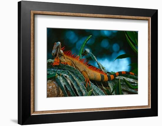 Green Iguana, Iguana Iguana, Portrait of Orange Big Lizard in the Dark Green Forest, Animal in the-Ondrej Prosicky-Framed Photographic Print