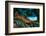 Green Iguana, Iguana Iguana, Portrait of Orange Big Lizard in the Dark Green Forest, Animal in the-Ondrej Prosicky-Framed Photographic Print