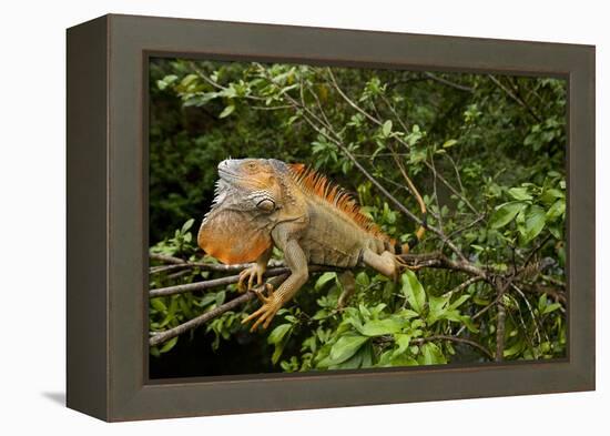 Green Iguana in a Tree in Costa Rica-Paul Souders-Framed Premier Image Canvas